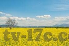 糖心vlog苹果破解版-糖心vlog苹果异常搜索现象分析